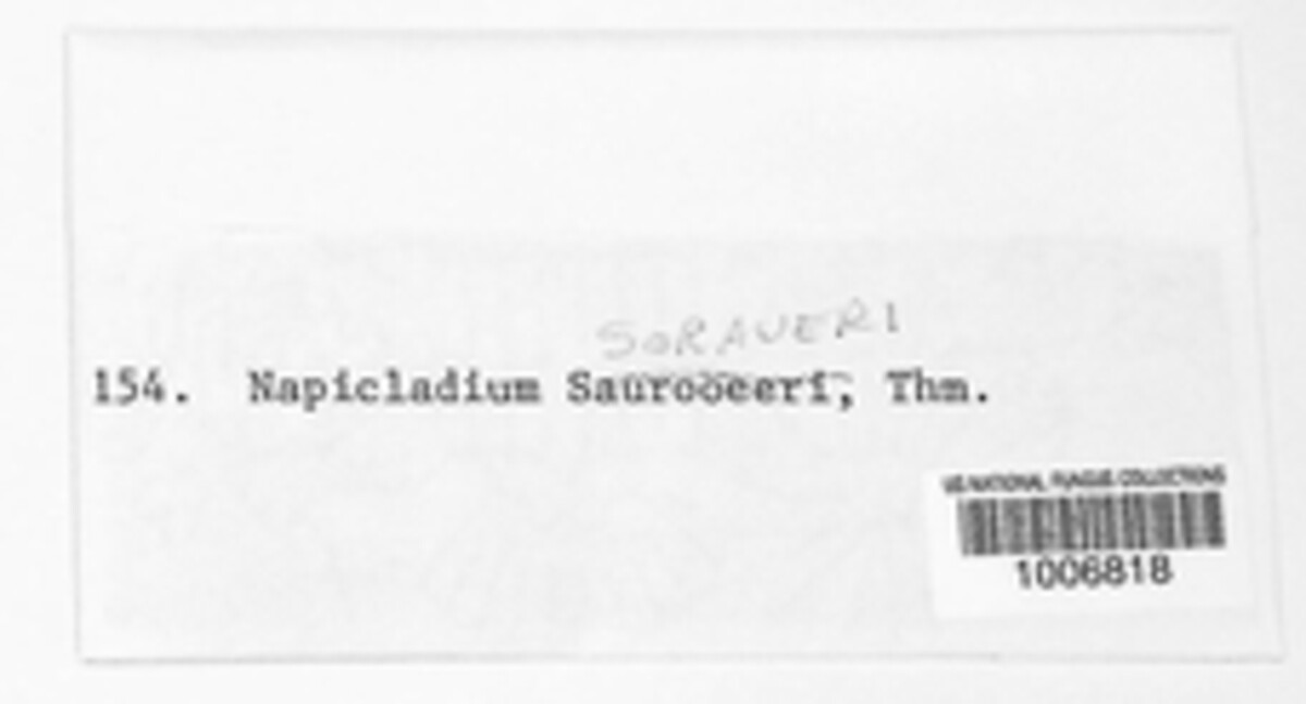 Napicladium saraureri image